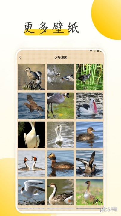 小鸟壁纸大全截图0