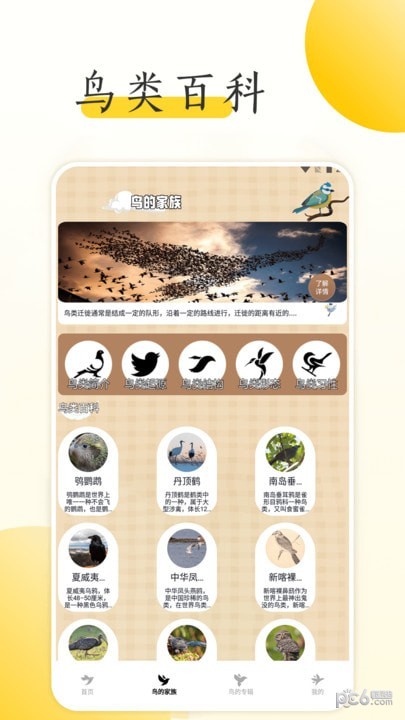 小鸟壁纸大全截图2